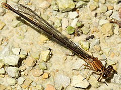 brown form female