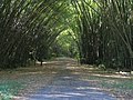 Sebuah "Katedral Bambu" di Chaguaramas, Trinidad dan Tobago.