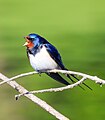 Barn Swallow (Randunica)