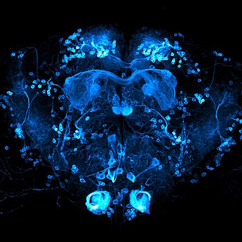 Мозак ’дрозофиле’ (лат. Drosophila melanogaster)