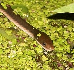 Description de l'image Brown Water Snake Ilanda 27 11 2010.JPG.