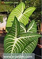 'Caladium Lindenii ou Xhantosoma Lindenii.