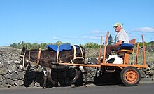 a small orange cart drawn by a small dark-coloured donkey