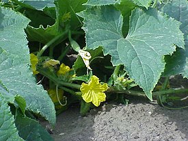 Kurkku eli vihanneskurkku (Cucumis sativus)