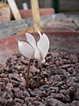 Cyclamen mirabile