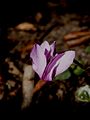 Cyclamen purpurascens close-up