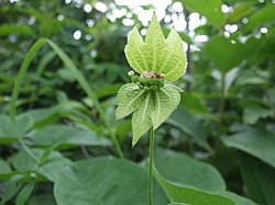 Dalechampia scandens.