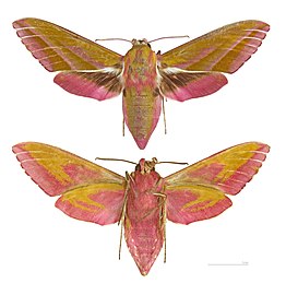 Deilephila elpenor