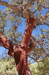 Trunk of Quercus suber, the cork oak, after harvesting