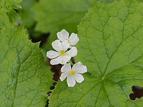 Diphylleia grayi