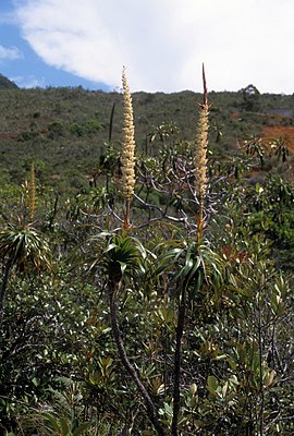 Dracophyllum verticillatum, типовой вид рода. Новая Каледония