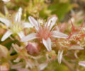 Dudleya viscida