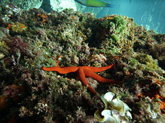 Estrella de mar (Echinaster sepositus).