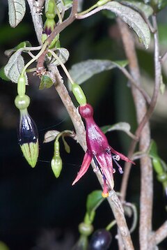 Description de l'image Fuchsia perscandens flower1.jpg.