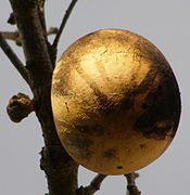 Oak apple gall on Quercus garryana