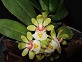 Gastrochilus japonicus