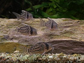 Cardume de Corydoras schwartzi