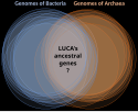 Inferring LUCA's genome