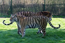 Tigre mâle derrière un tigre femelle
