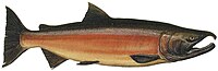 Drawing of male spawning-phase coho salmon