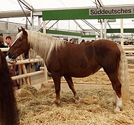 Dans un salon agricole, un cheval alezan crins lavés se tient dans son enclos paillé.