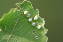 Laothoe populi (Sphingidae, Smerinthinae)