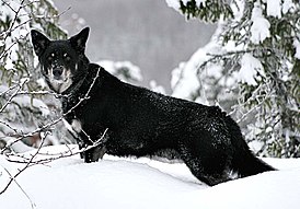 Лопарская оленегонная собака