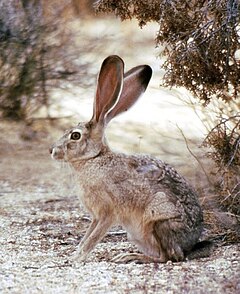 Description de l'image Lepus californicus.jpg.