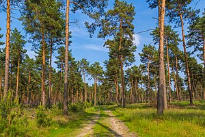 13. Platz: J.-H. Janßen mit Waldweg durch einen typischen Waldkiefernbestand (Pinus sylvestris) in der Lieberoser Heide (Gemarkung Butzen, Ortsteil von Spreewaldheide, Landkreis Dahme-Spreewald)