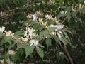 Amur Bush Honeysuckle