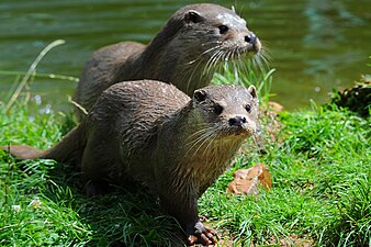 Loutre d'Europe (Lutra lutra).