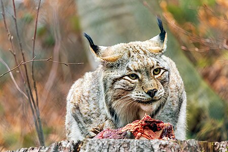 Luchs im Schaugehege im Nationalpark Harz Foto: Matthias Süßen