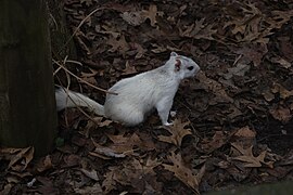 Magnolia Plantation Zoo