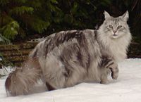 A black silver classic tabby