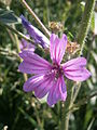 Malva sylvestris close-up