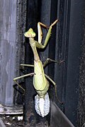 產卵中的卡羅萊納螳螂（英語：Carolina mantis）（Stagmomantis carolina）。