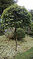 Tree at Nong Nooch Tropical Garden, Thailand