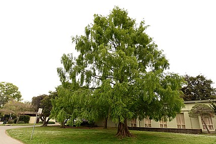 Metasequoia glyptostroboides