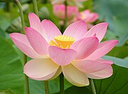 The lotus (Nelumbo nucifera) is the Indian national flower. Hindus and Buddhists regard it as a sacred symbol of enlightenment.