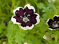 Nemophila menziesii 'Penny Black', Rancho Santa Ana Botanic Garden