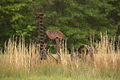 Rusty Mower in a Field