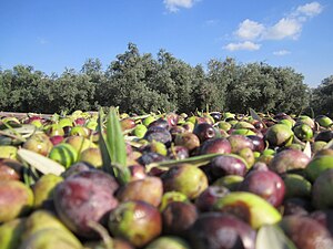 מסיק זיתים בישראל