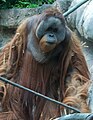 Bornean orangutan