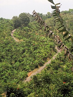 Cuesta de Magos is a long, steep, narrow, curvy section of PR-438 that leads down to Río Culebrinas in Magos.