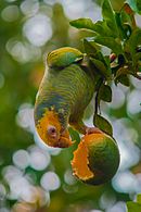 A green parrot with a yellow head, white eye-spots, and blue horizontal stripes across its body except for the head