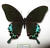 Papilio chikae