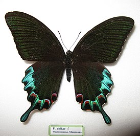 Papilio chikae