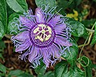 „Passiflora incarnata“, Blüte einer Passionsblume im Botanischen Garten von Norfolk, Virginia, USA