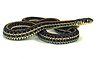 Plains Garter Snake (Thamnophis radix)