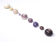 A collection of natural quahog pearls ranging from white to dark purple.
